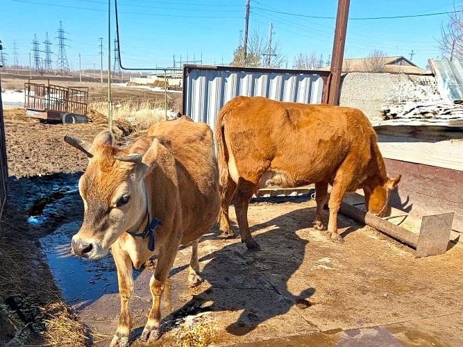 Саратовский фермер не захотел прививать свою скотину от опасных заболеваний